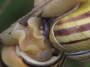 Grove Snails Mating in Macro