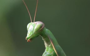 Praying Mantis Captures a Grasshopper in Macro - Animals - VIDEOTIME.COM