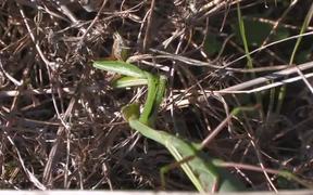 Praying Mantis Captures a Grasshopper in Macro - Animals - VIDEOTIME.COM