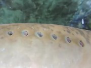 Creepy looking Vampire Fish Sea Lamprey Breathing