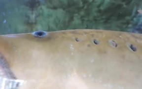 Creepy looking Vampire Fish Sea Lamprey Breathing - Animals - VIDEOTIME.COM