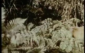 Jungle Book - Movie trailer - VIDEOTIME.COM