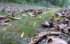 Leafcutter Ants Transporting Yellow Flowers - Animals - VIDEOTIME.COM