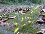 Leafcutter Ants Transporting Yellow Flowers