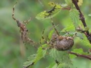 Mating Behaviour of European Garden Spiders