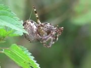 Mating Behaviour of European Garden Spiders