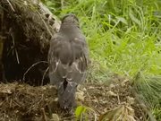 Honey Buzzard Plundering a Nest