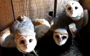 Three Barn Owls Hissing and Clicking - Animals - VIDEOTIME.COM