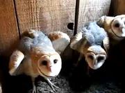 Three Barn Owls Hissing and Clicking