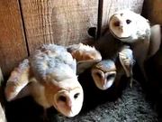 Three Barn Owls Hissing and Clicking