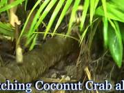 Catching Giant Coconut Crab Alive