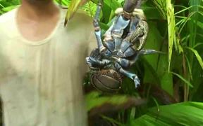 Catching Giant Coconut Crab Alive - Animals - VIDEOTIME.COM