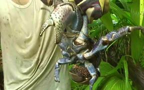 Catching Giant Coconut Crab Alive - Animals - VIDEOTIME.COM