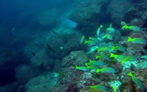 Cocos Island Dive Trip 2014 - Fun - VIDEOTIME.COM