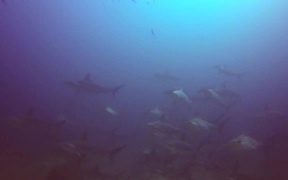 The Hammerhead Shark near Costa Rica - Fun - VIDEOTIME.COM