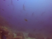 The Hammerhead Shark near Costa Rica