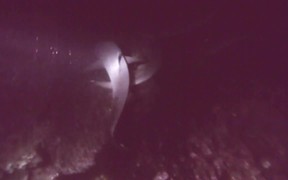 Surrounded by White Tip Sharks on a Night Dive - Fun - VIDEOTIME.COM