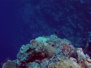 Pretty Reefs of Palau
