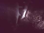 Surrounded by White Tip Sharks on a Night Dive
