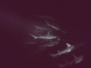Surrounded by White Tip Sharks on a Night Dive