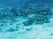 White Tip Reef Shark in Habitat