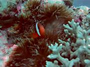 Pretty Reefs of Palau