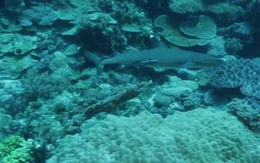 White Tip Reef Shark in Habitat - Animals - VIDEOTIME.COM
