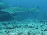 Grey Nurse Sharks at Flat Rock Сomes Сlose