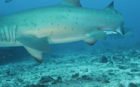 Grey Nurse Sharks at Flat Rock Сomes Сlose - Animals - VIDEOTIME.COM