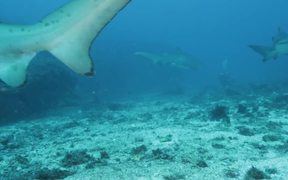 Grey Nurse Sharks at Flat Rock Сomes Сlose - Animals - VIDEOTIME.COM
