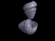 A Review of the Microgastropod Genus