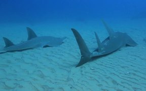 Stunning Guitar Sharks - Animals - VIDEOTIME.COM