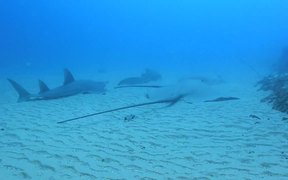 Giant Sting Rays and Sharks - Animals - VIDEOTIME.COM