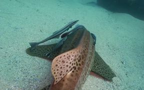 Leopard Shark Hangs Out with Remoras Close Up - Animals - VIDEOTIME.COM