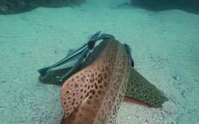 Leopard Shark Hangs Out with Remoras Close Up - Animals - VIDEOTIME.COM