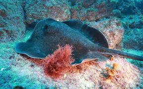 Bull Ray Hanging Out Close Up - Animals - VIDEOTIME.COM