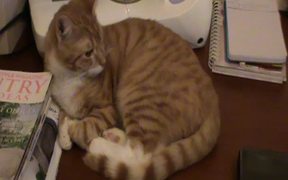 A Ginger Cat Relaxing - Animals - VIDEOTIME.COM