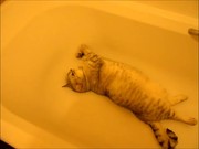 Murphy Chillin In The Bath Xvid