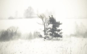 Snow and Gorgeous Winter Landscape - Fun - VIDEOTIME.COM