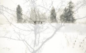 Snow and Gorgeous Winter Landscape - Fun - VIDEOTIME.COM