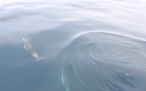 Dolphins Swimming in Front of the Boat - Animals - VIDEOTIME.COM