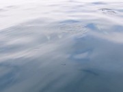 Dolphins Swimming in Front of the Boat