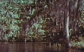 Swamp Women - Movie trailer - VIDEOTIME.COM