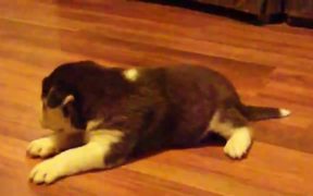 Baby Husky Howls - Animals - VIDEOTIME.COM
