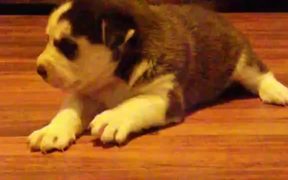 Baby Husky Howls - Animals - VIDEOTIME.COM