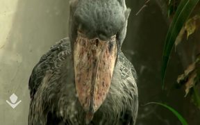 Lunch for a Shoebill - Strange Funny Bird - Animals - VIDEOTIME.COM