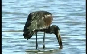 Under the sun of Zimbabwe - Animals - VIDEOTIME.COM