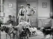 The Andy Griffith Show: Dogs Dogs Dogs