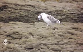 Seagulls and Crows are Fighting for Fish Feed - Animals - VIDEOTIME.COM