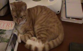 A Ginger Cat Relaxing - Animals - Videotime.com